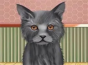 Animal Grooming Studio: Creative Pet Makeover